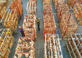 Cured Meat Manufacturing in Anqing