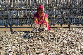 Workers Processing Dried Fish in Chattogram - Bangladesh