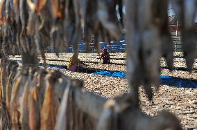 Workers Processing Dried Fish in Chattogram - Bangladesh