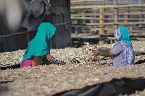 Workers Processing Dried Fish in Chattogram - Bangladesh