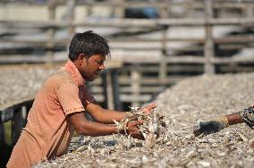 Workers Processing Dried Fish in Chattogram - Bangladesh