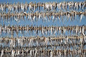 Workers Processing Dried Fish in Chattogram - Bangladesh