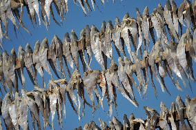 Workers Processing Dried Fish in Chattogram - Bangladesh