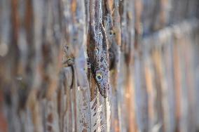Workers Processing Dried Fish in Chattogram - Bangladesh
