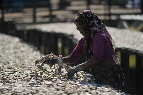 Workers Processing Dried Fish in Chattogram - Bangladesh