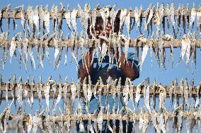 Workers Processing Dried Fish in Chattogram - Bangladesh