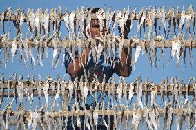 Workers Processing Dried Fish in Chattogram - Bangladesh