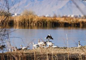 Lhalu Wetland Receives WRCA Certification - China
