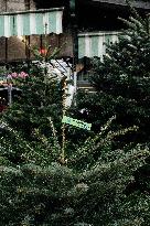 Christmas Trees For Sale At Flower Market - Paris