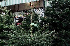 Christmas Trees For Sale At Flower Market - Paris