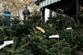 Christmas Trees For Sale At Flower Market - Paris