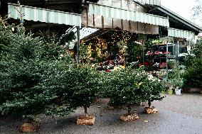 Christmas Trees For Sale At Flower Market - Paris