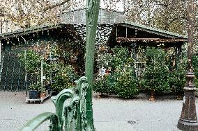 Christmas Trees For Sale At Flower Market - Paris