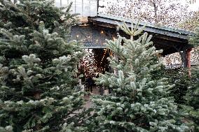 Christmas Trees For Sale At Flower Market - Paris