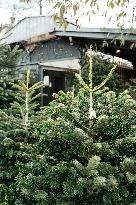 Christmas Trees For Sale At Flower Market - Paris