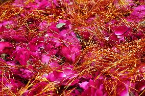 Religious Procession For The Annual Urs Festival - Rajasthan