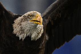 CALCIO - Serie A - SS Lazio vs US Cremonese