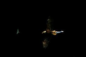 CALCIO - Serie A - SS Lazio vs US Cremonese