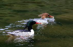 Chinese Mergansers Spotted In Yongtai - China