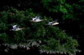 Chinese Mergansers Spotted In Yongtai - China