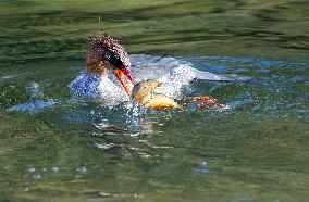 Chinese Mergansers Spotted In Yongtai - China