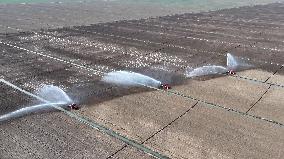 Farmers Irrigating Wheat in Fields