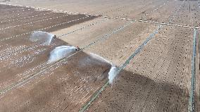 Farmers Irrigating Wheat in Fields