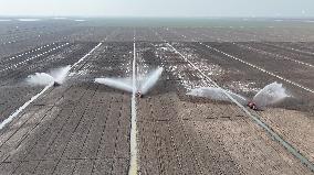 Farmers Irrigating Wheat in Fields