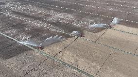Farmers Irrigating Wheat in Fields