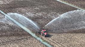 Farmers Irrigating Wheat in Fields
