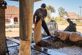 Coffee Harvest Production in Champasak - Laos