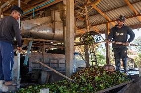 Coffee Harvest Production in Champasak - Laos