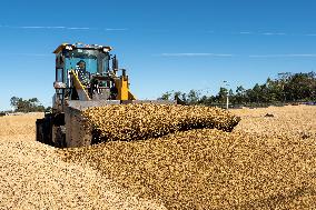 Coffee Harvest Production in Champasak - Laos