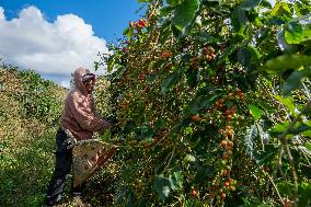 Coffee Harvest Production in Champasak - Laos