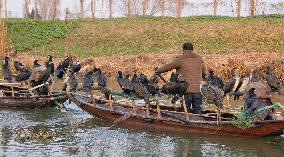 Cormorant Fishing