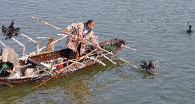 Cormorant Fishing
