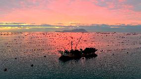 Farmers Harvest Oysters in Qingdao