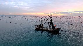 Farmers Harvest Oysters in Qingdao