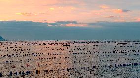 Farmers Harvest Oysters in Qingdao