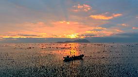 Farmers Harvest Oysters in Qingdao