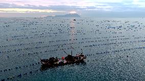 Farmers Harvest Oysters in Qingdao