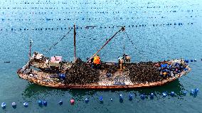 Farmers Harvest Oysters in Qingdao