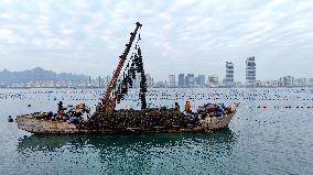Farmers Harvest Oysters in Qingdao