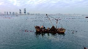 Farmers Harvest Oysters in Qingdao