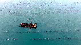 Farmers Harvest Oysters in Qingdao