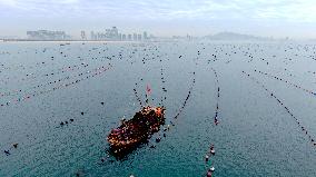 Farmers Harvest Oysters in Qingdao