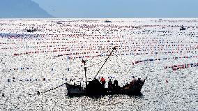 Farmers Harvest Oysters in Qingdao