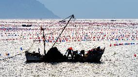 Farmers Harvest Oysters in Qingdao