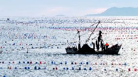 Farmers Harvest Oysters in Qingdao