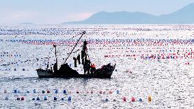 Farmers Harvest Oysters in Qingdao